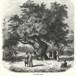 Sycamore Tree (engraving)