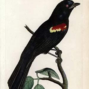 Tanagers Postcard Collection: Red Shouldered Tanager