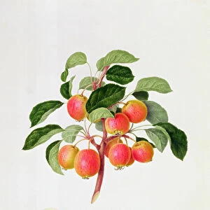 The Tartarian Crab Apple, 1819 (w / c on paper)