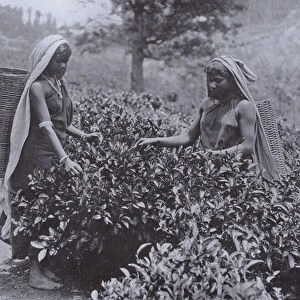 The Tea Bush and Pluckers at Work (b / w photo)