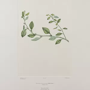 Tetragonia tetragonioides (Tetragoniaceae) - Plate 532, Banks Florilegium, c.1771-84 (copperplate engraving on paper)