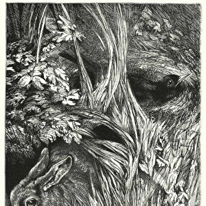 "The rabbit heard her coming"(engraving)