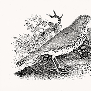 The Throstle Thrush from History of British Birds and Quadrupeds (engraving)