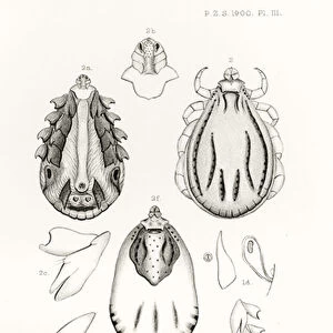 Ticks from Somali-Land, illustration from The Hope Reports, Vol. II, 1897-1900