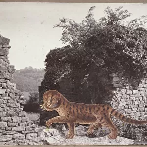 Tiger, Tiger, c. 1938 (collage)