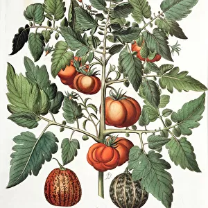Tomatoes and Melons: 1. Poma amoris fructu luteo; 2. Melo Saccharinus variegatus; 3