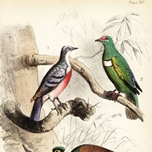 Doves Collection: White Bibbed Fruit Dove