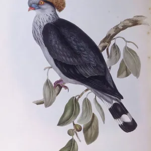 Pigeons Collection: Topknot Pigeon