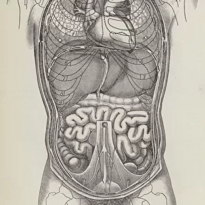 Topography of thoracic and abdominal viscera (engraving)
