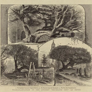 Transplantation of the Ancient "Buckland Yew"at Dover (engraving)