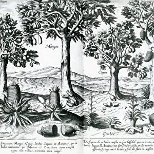 Tropical Fruit trees, 1596 (engraving)