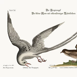 The Tropick Bird. The Storm-Finck or Pittrel, 1749-73 (coloured engraving)