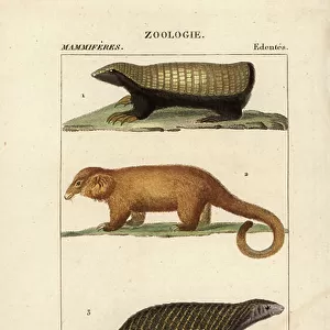 Chlamyphoridae Mounted Print Collection: Pink Fairy Armadillo
