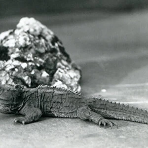 A Tuatara, lying in front of a rock, at London Zoo in 1928 (b / w photo)