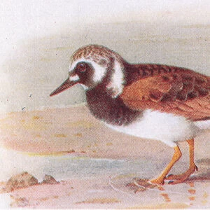 Turnstone, from Birds of the British Isles and Their Eggs published by Frederick Warne