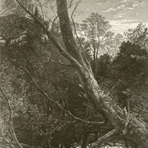 Twilight in the wood (engraving)