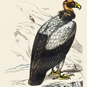 U : Urubu - Alphabet of the wild animals, 1876 (engraving)