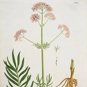 Valerian from Phytographie Medicale by Joseph Roques (1772-1850)