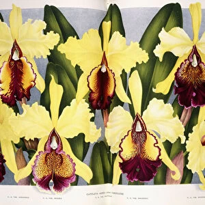 Varieties of the Orchid Cattleya, 1885-1903 (chromolithographic engraving)