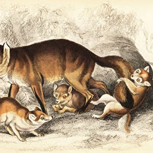 Variety of red fox, Vulpes vulpes, with cubs (Coal fox of Bavaria, Vulpes alopex)