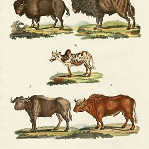 Various kinds of oxen (coloured engraving)