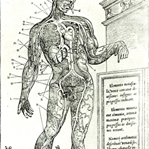 Vascular System according to Charles Etienne, from De d