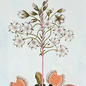 Venus Fly-trap, plate 84, from Collection Precieuse et Enluminee