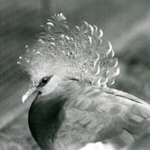 A Victoria Crowned Pigeon at London Zoo in September 1927 (b / w photo)