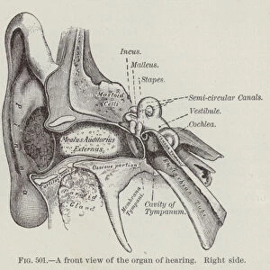 A front view of the organ of hearing, right side (engraving)