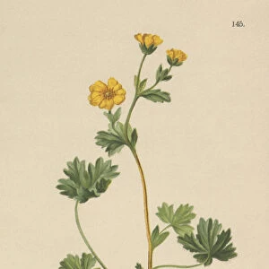 Villous Cinquefoil (Potentilla villosa, Potentilla maculata, Potentilla rubens