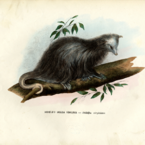 Virginia Opossum, 1863-79 (colour litho)