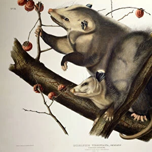 Virginian Opossum, from Quadrupeds of America, engraved by John T