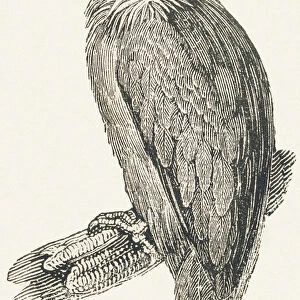 Vulture, 1850 (engraving)
