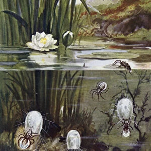 Spiders Postcard Collection: Diving Bell Spider