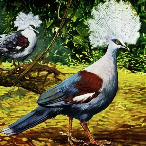 Pigeons Collection: Western Crowned Pigeon