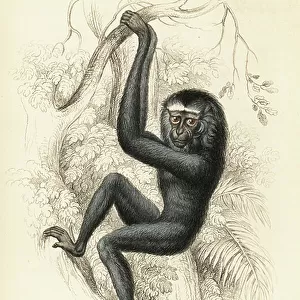 Hylobatidae Antique Framed Print Collection: Western Hoolock Gibbon