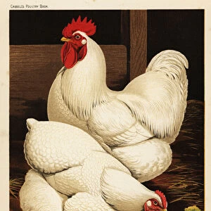 White cochin cock and hen, 1890 (chromolithograph)