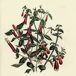 White correa, Correa alba, pretty, Correa pulchella, showy, Correa speciosa, and long-flowered, Correa longiflora. Handfinished chromolithograph by Noel Humphreys after an illustration by Jane Loudon from Mrs