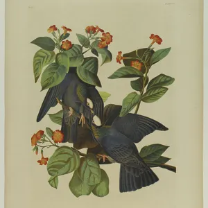Pigeons Collection: White Headed Pigeon