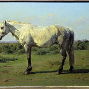 White horse in a pre. Painting by Rosa Bonheur (1822-1899), 19th century. Oil on canvas
