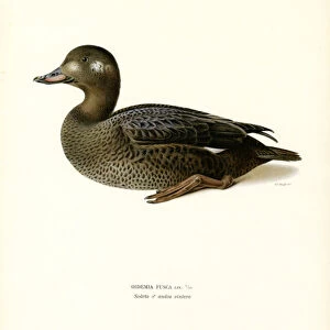 Ducks Collection: White Winged Scoter