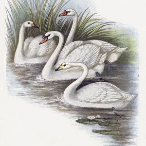 The Whooper Swan, Bewicks Swan, The Mute Swan (chromolitho)