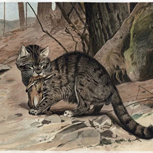 Wild Cat - The wildcat (Felis silvestris) - engraving from "Brehm