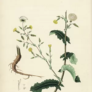 Wild or ferous lettuce - Strong scented or wild lettuce, Lactuca virosa. Handcoloured zincograph by C. Chabot drawn by Miss M. A. Burnett from her " Plantae Utiliores: or Illustrations of Useful Plants, " Whittaker, London, 1842