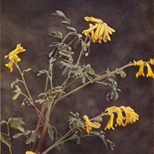 Wild flowers: Yellow Corydalis (colour photo)