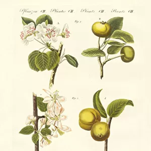 Wild kinds of fruits (coloured engraving)