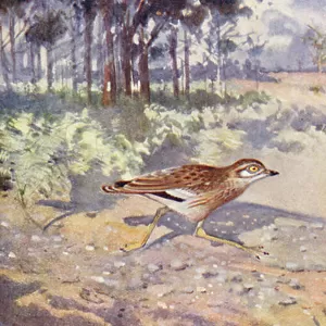 Burhinidae Acrylic Blox Collection: Great Stone Curlew