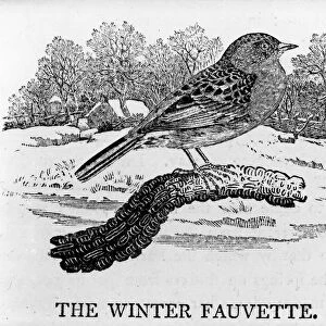 The Winter Fauvette, illustration from The History of British Birds by Thomas Bewick