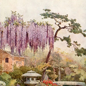 Wistaria in a Kyoto Garden (colour litho)