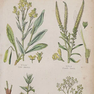 Woad; Weld; Madder; Sumach (coloured engraving)